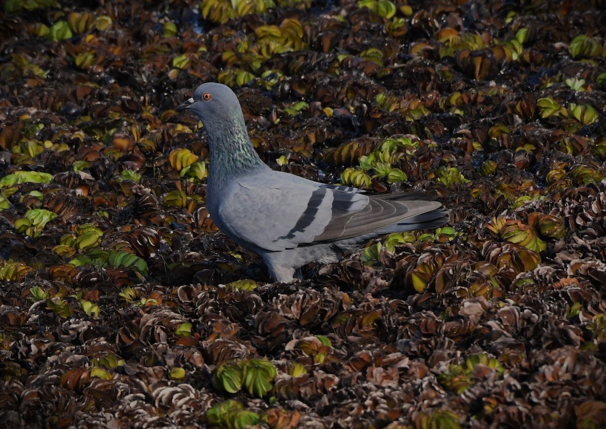 Rock Pigeon (Feral Pigeon) - ML616713767
