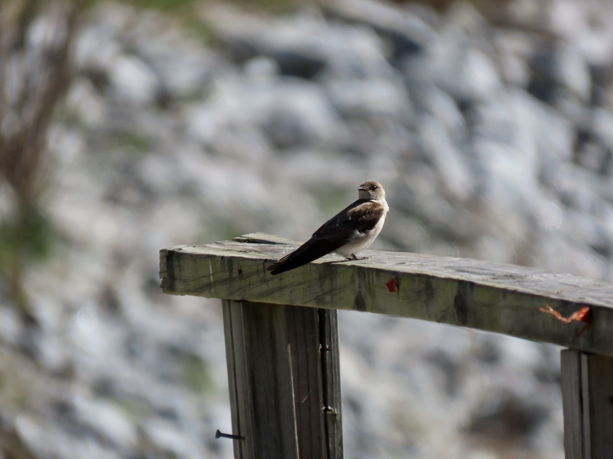 Northern Rough-winged Swallow - ML616713858