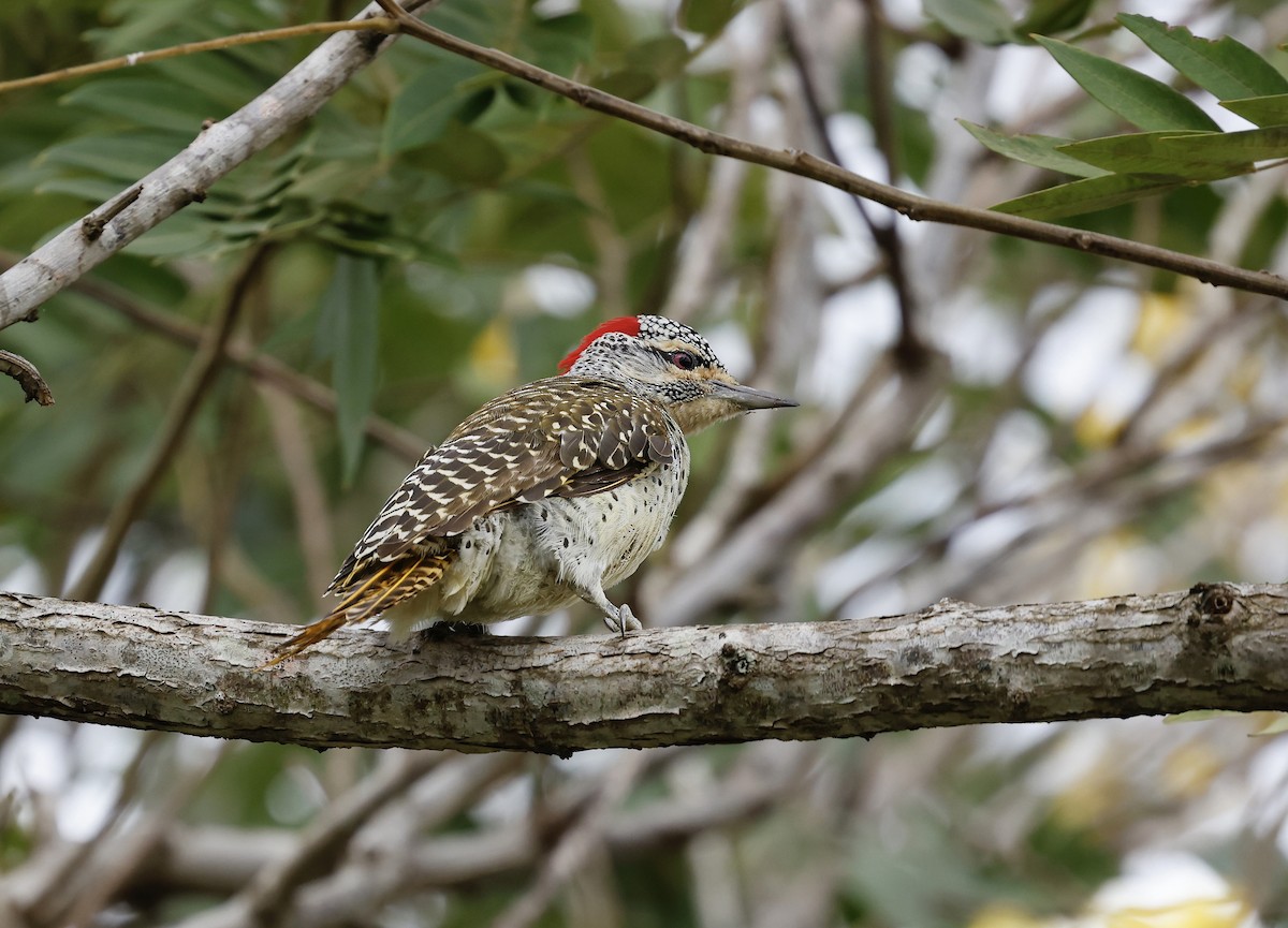 Nubian Woodpecker - ML616713900