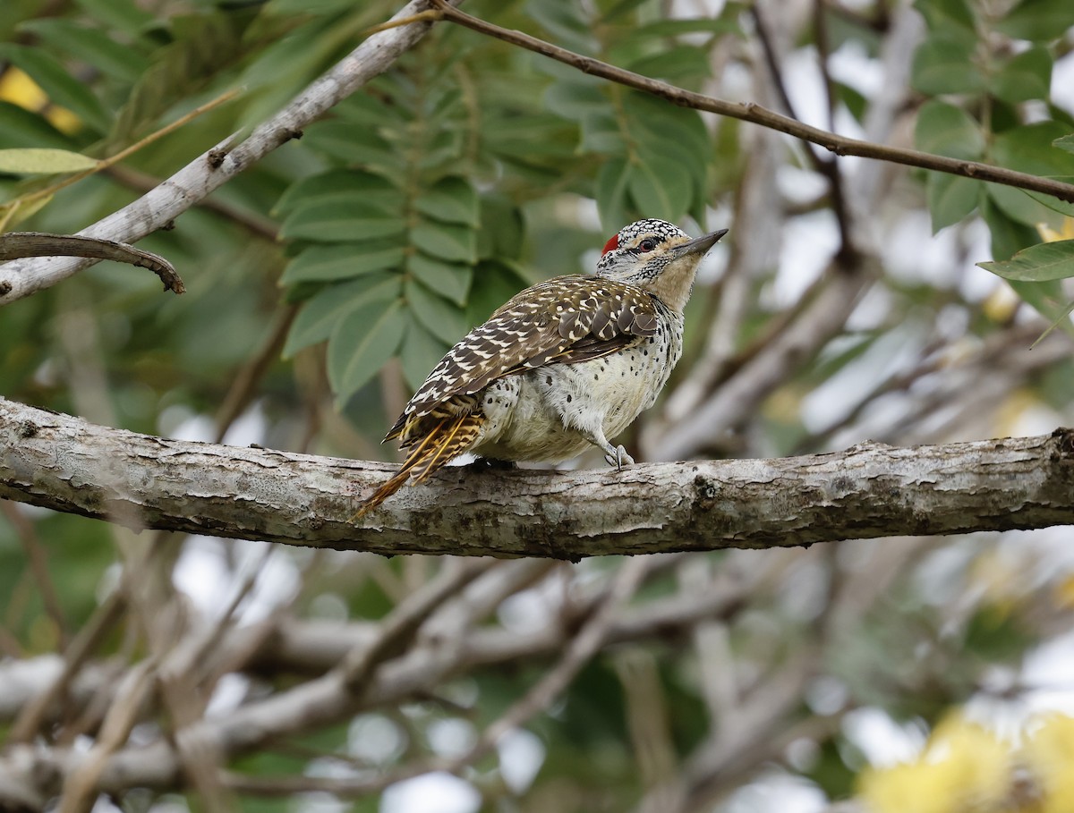 Nubian Woodpecker - ML616713901