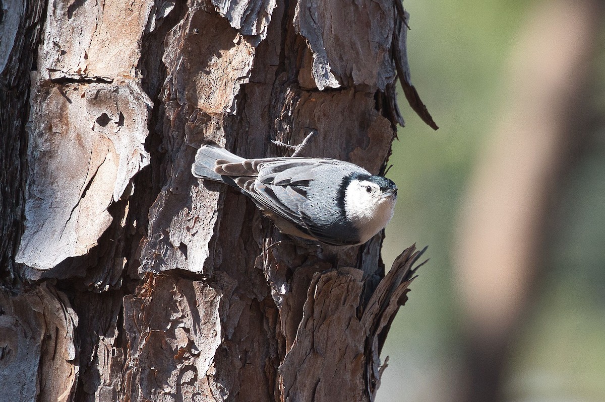 White-breasted Nuthatch - ML616713908