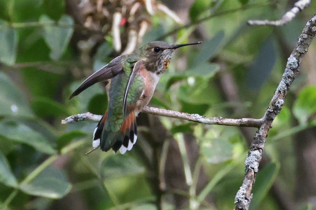 Rufous Hummingbird - ML616713955