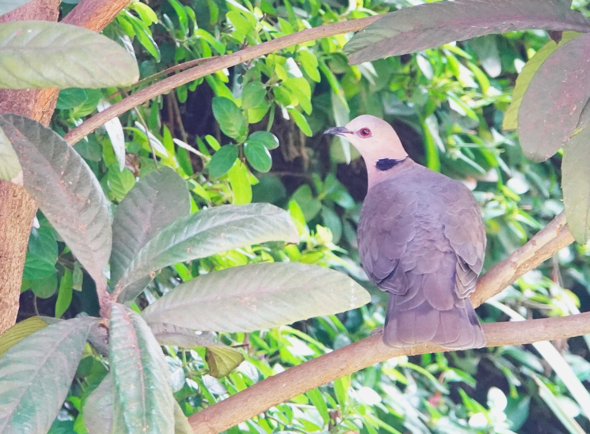 Red-eyed Dove - ML616713958