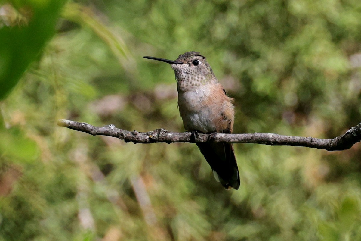 Broad-tailed Hummingbird - ML616713968