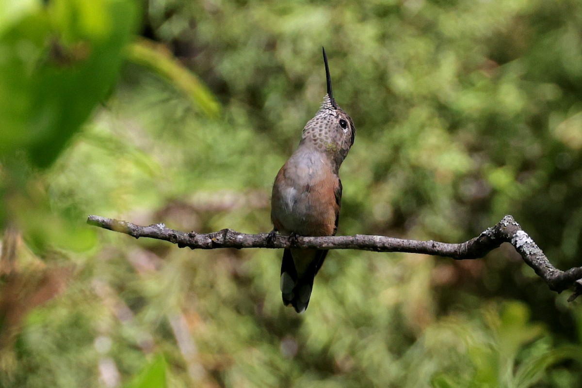 Broad-tailed Hummingbird - ML616713969