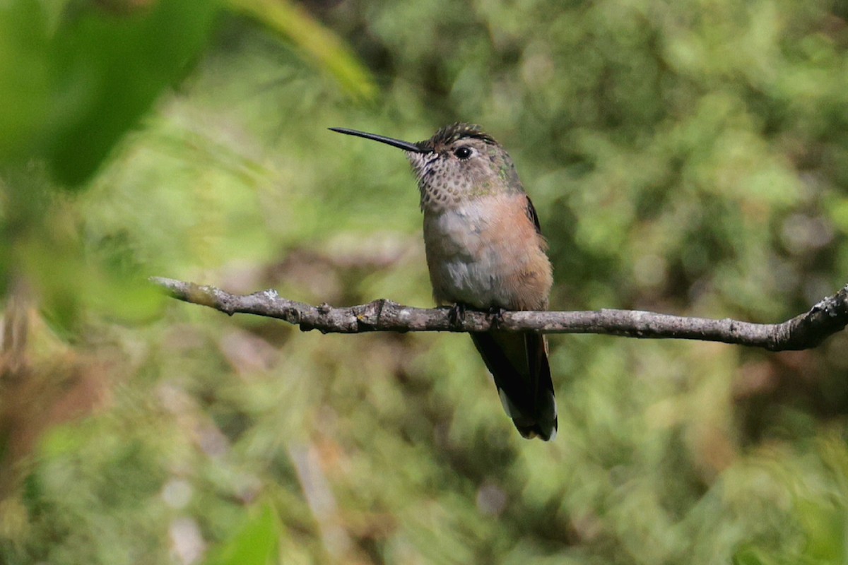 Broad-tailed Hummingbird - ML616713970