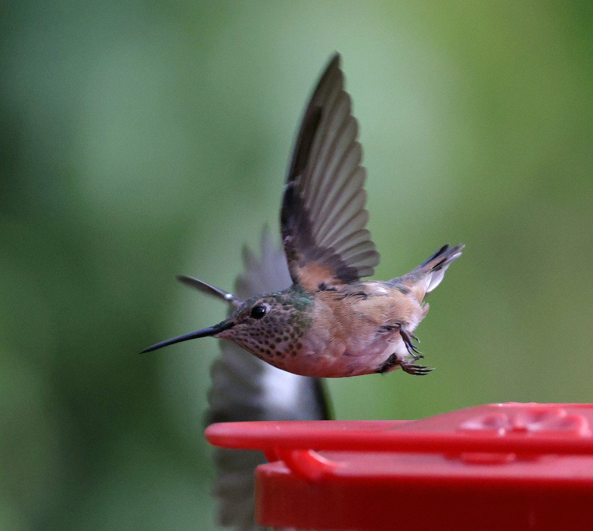 Broad-tailed Hummingbird - ML616713971