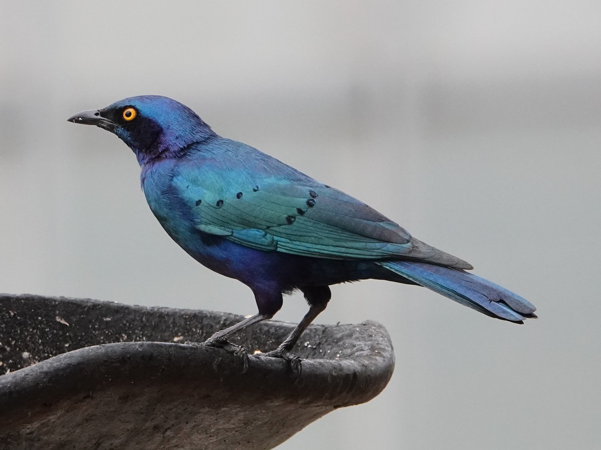 Greater Blue-eared Starling - ML616713988