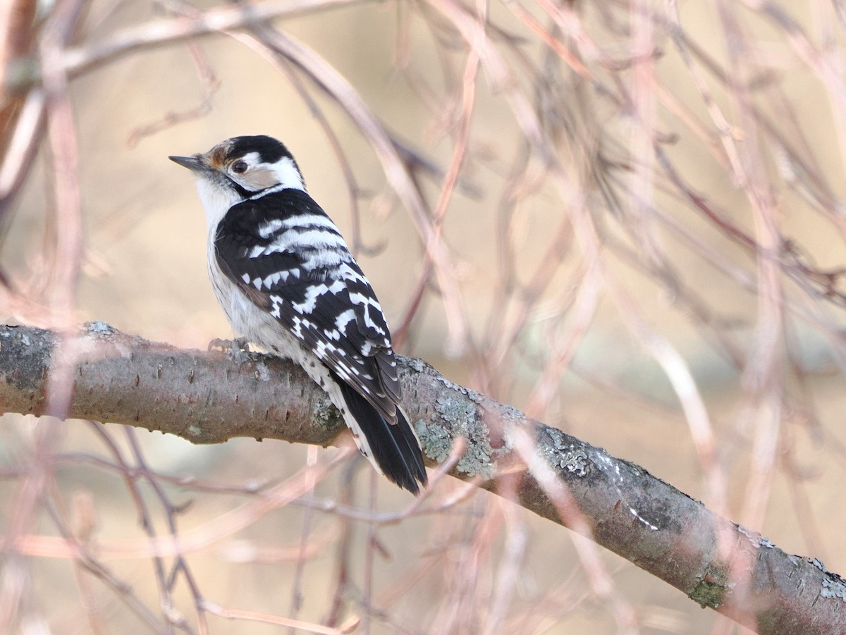 Lesser Spotted Woodpecker - ML616713998