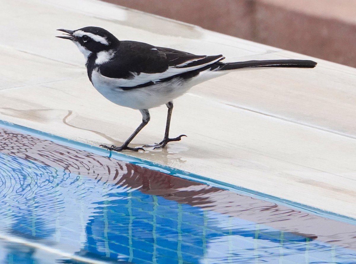 African Pied Wagtail - ML616714045