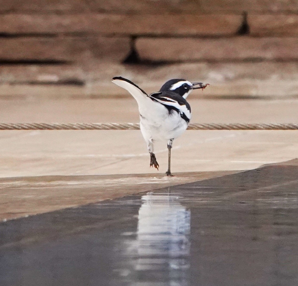 African Pied Wagtail - ML616714048