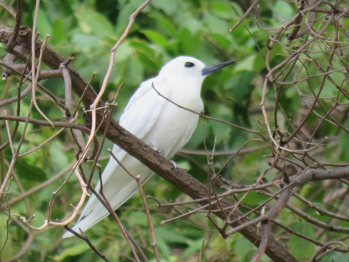 White Tern (Pacific) - ML616714068