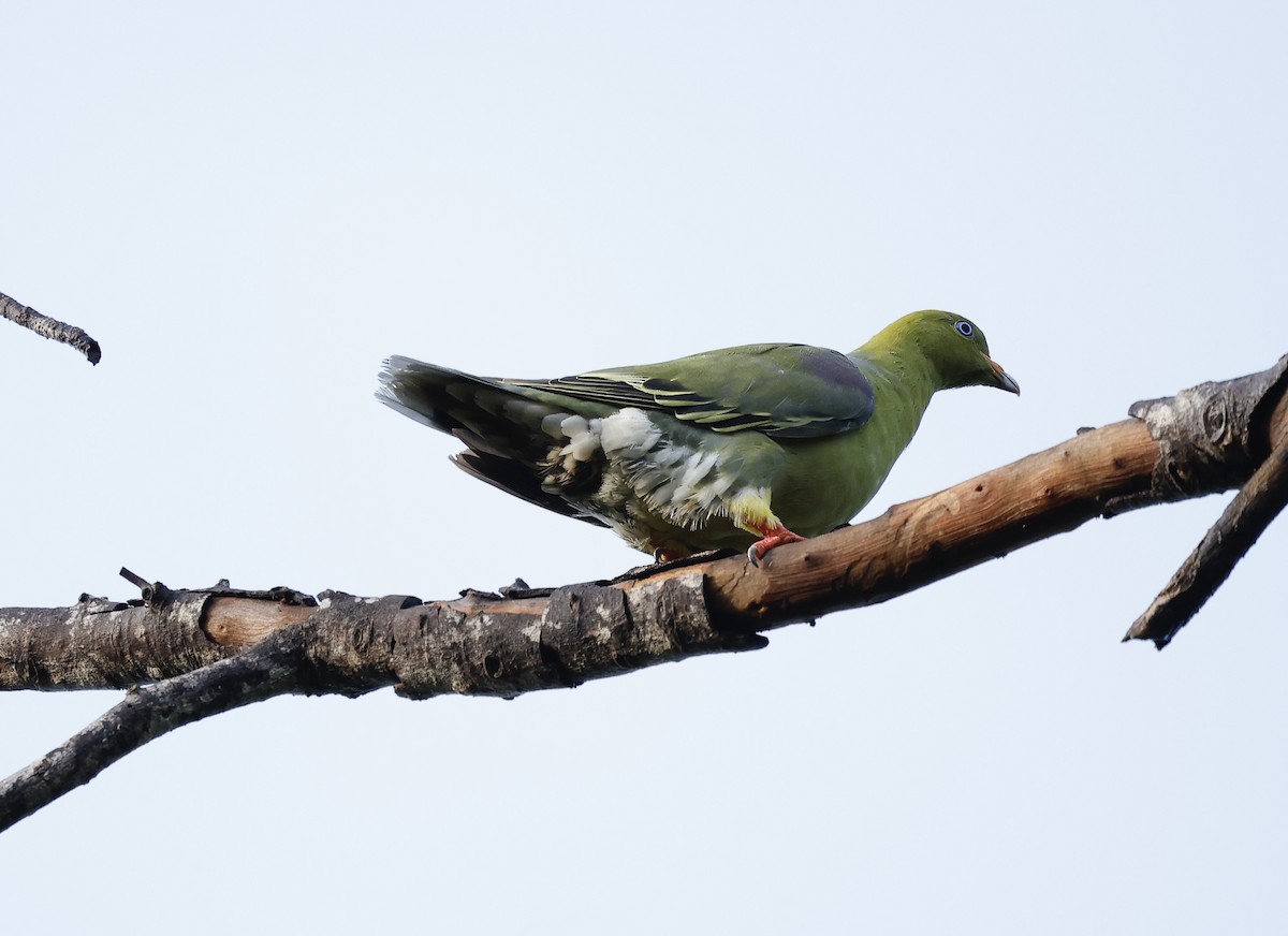 African Green-Pigeon - ML616714109