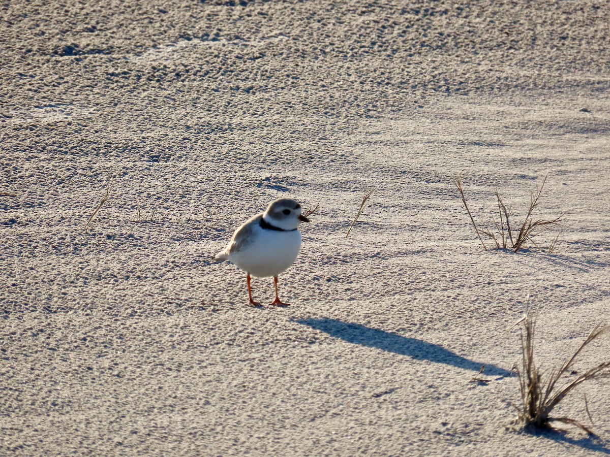 Piping Plover - ML616714119