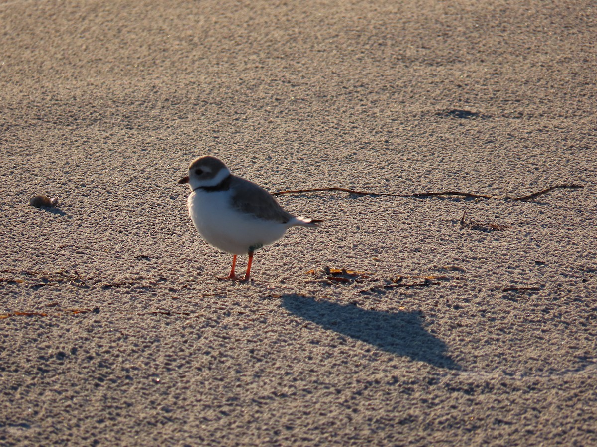 Piping Plover - ML616714120