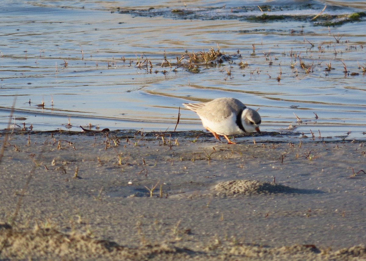 Piping Plover - ML616714125