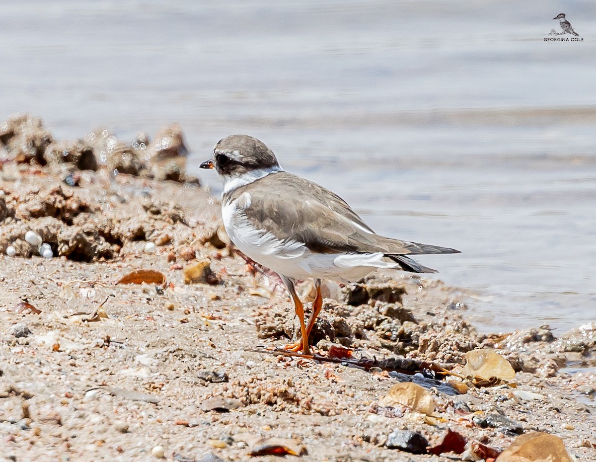 Common Ringed Plover - ML616714196