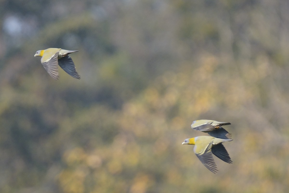 Yellow-footed Green-Pigeon - ML616714261