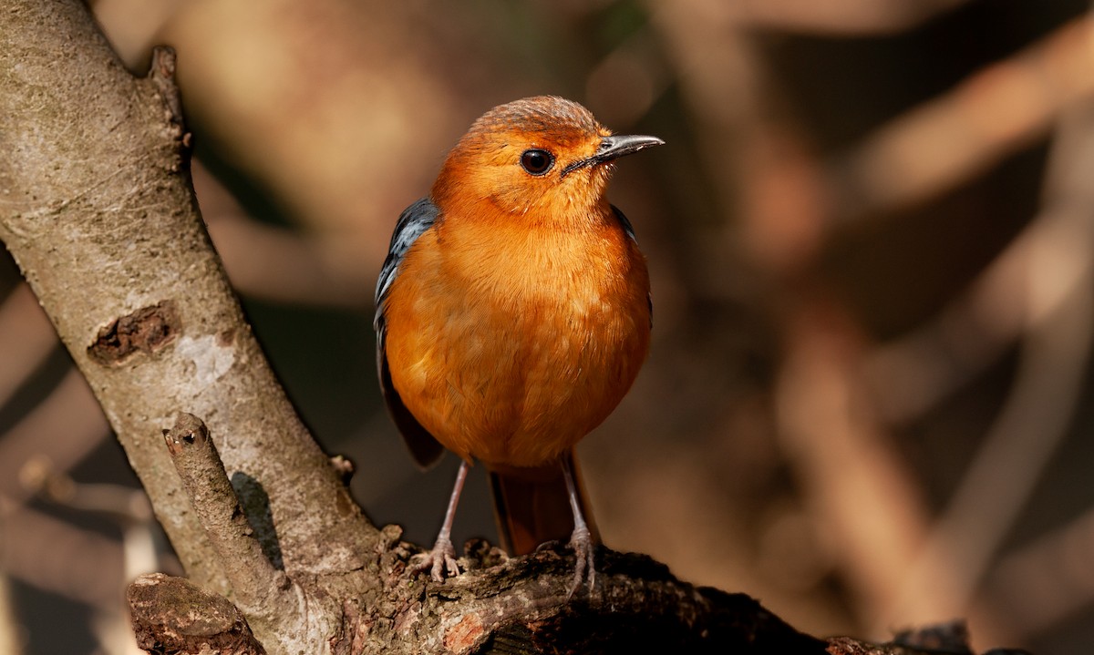 Red-capped Robin-Chat - ML616714314
