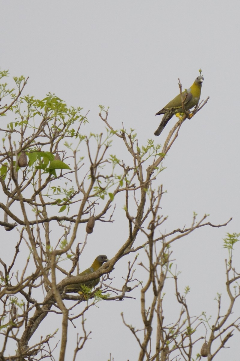 Yellow-footed Green-Pigeon - ML616714428