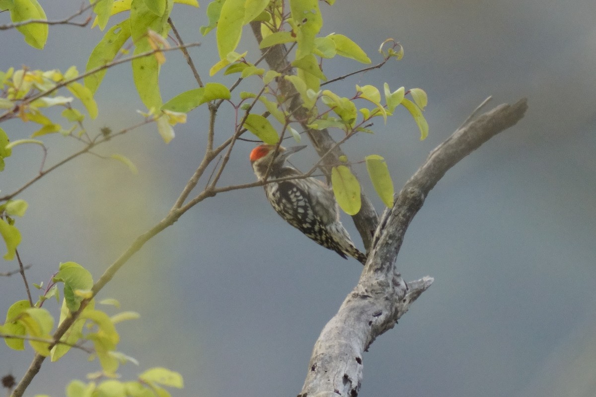 Yellow-crowned Woodpecker - ML616714438