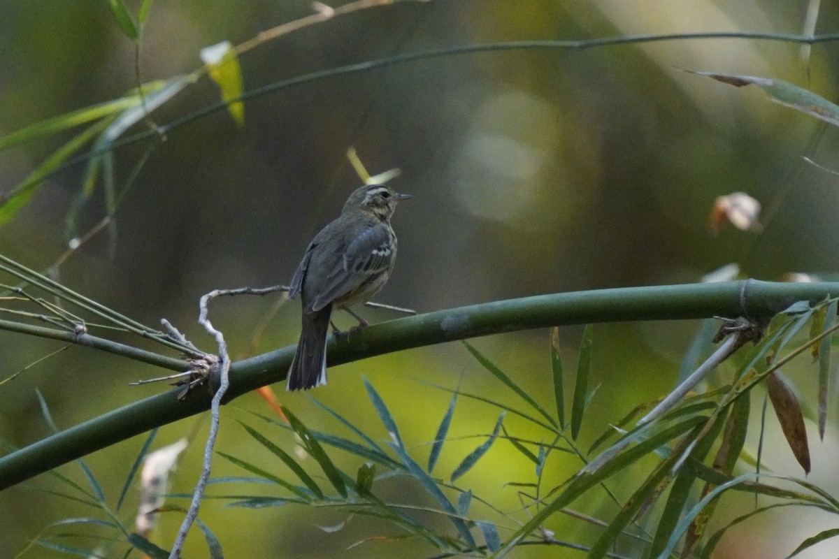 pipit sp. - ML616714477