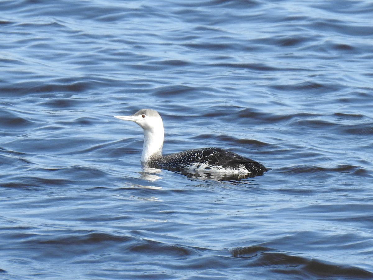 Red-throated Loon - ML616714487