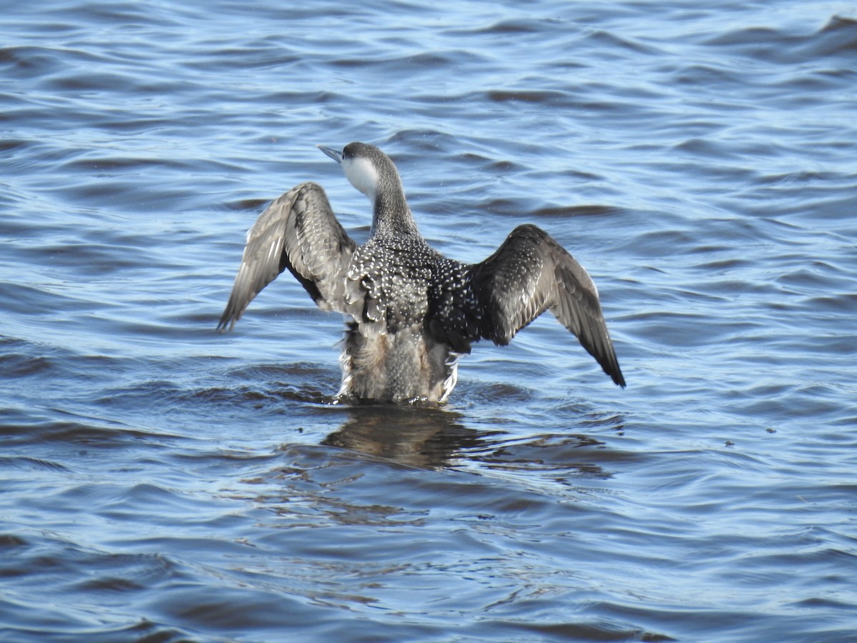 Red-throated Loon - ML616714488