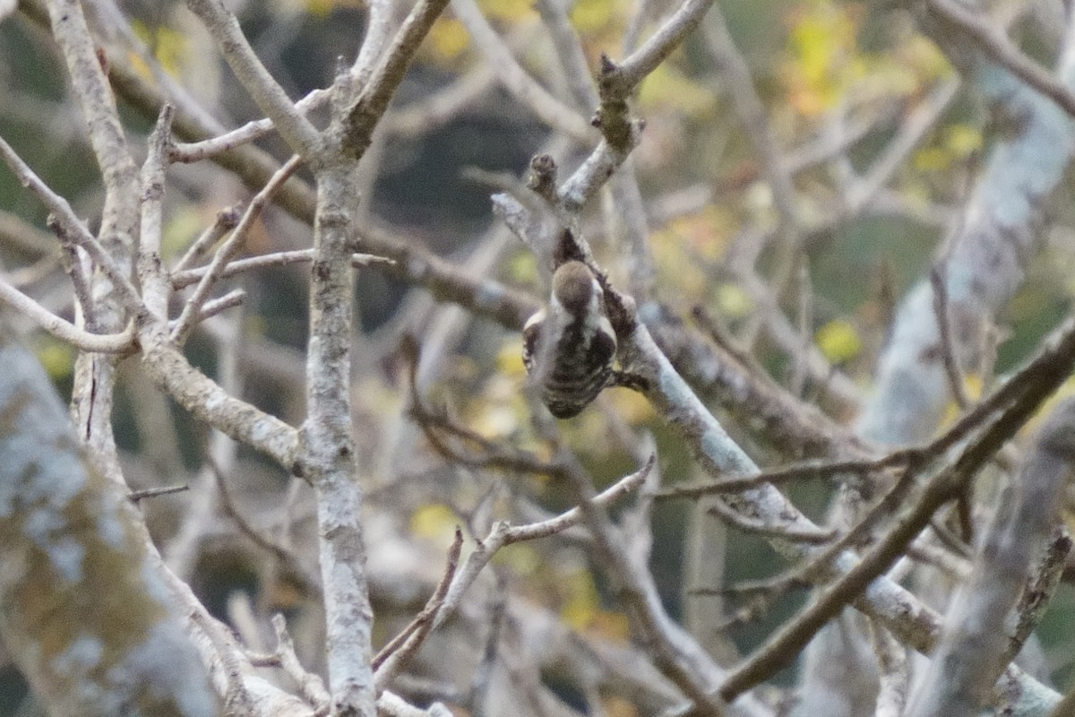 Brown-capped Pygmy Woodpecker - ML616714508