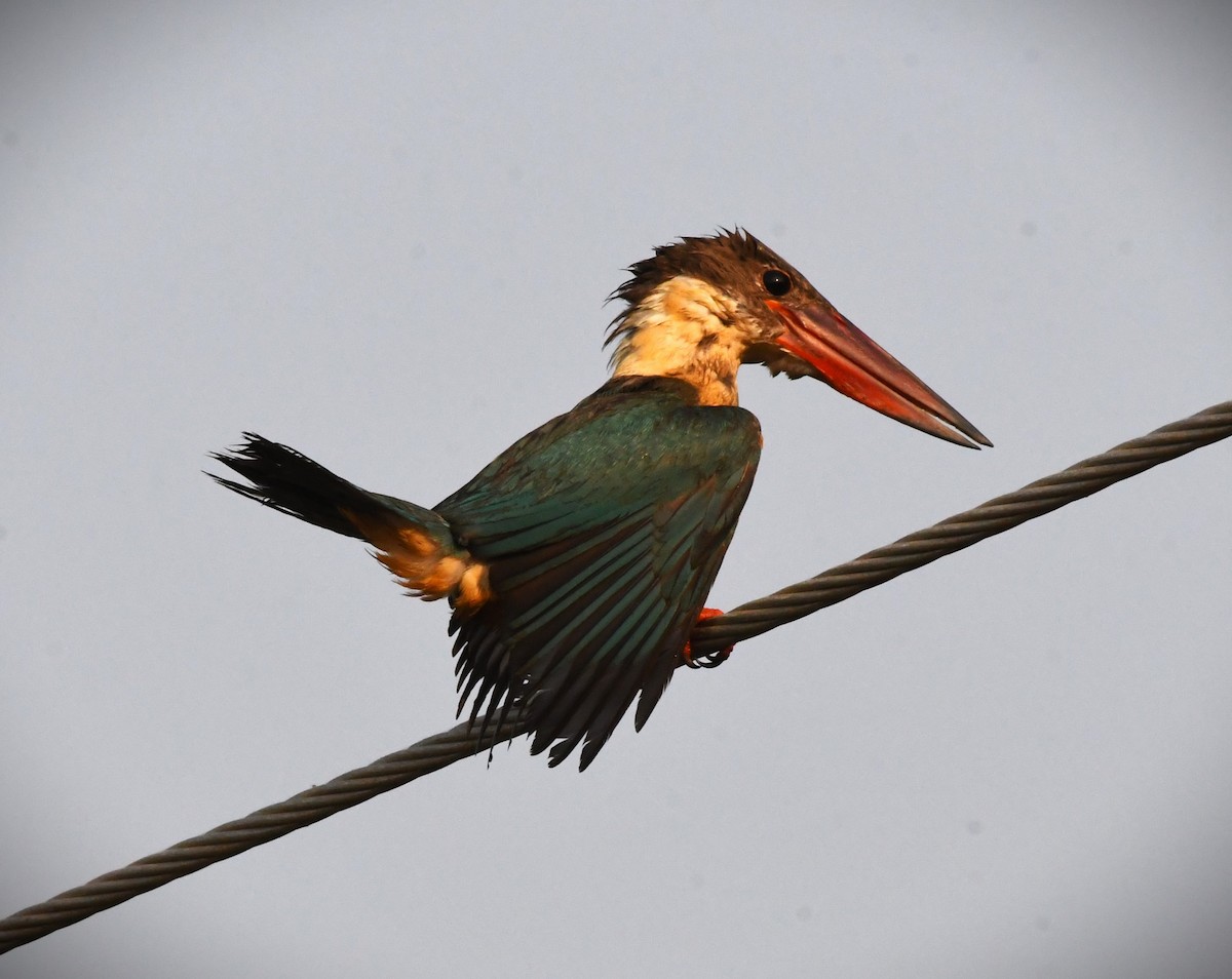 Stork-billed Kingfisher - ML616714734