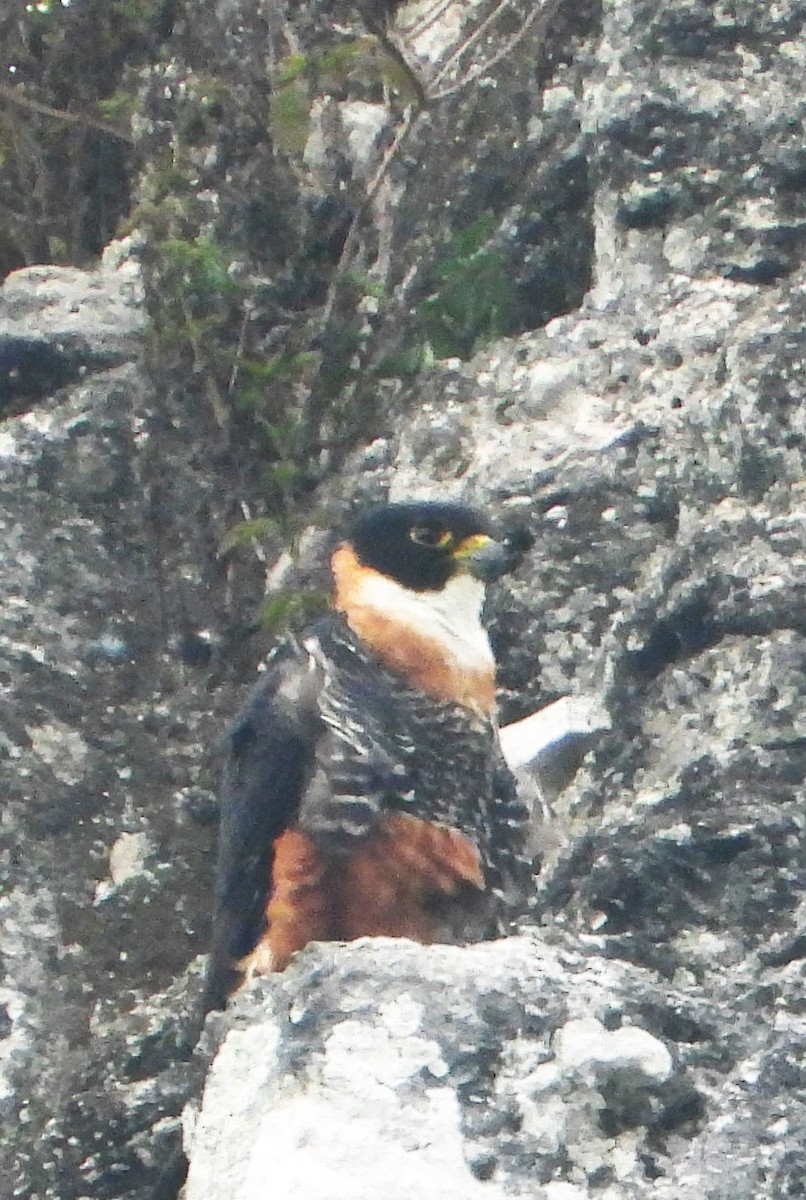 Orange-breasted Falcon - Tom Perls
