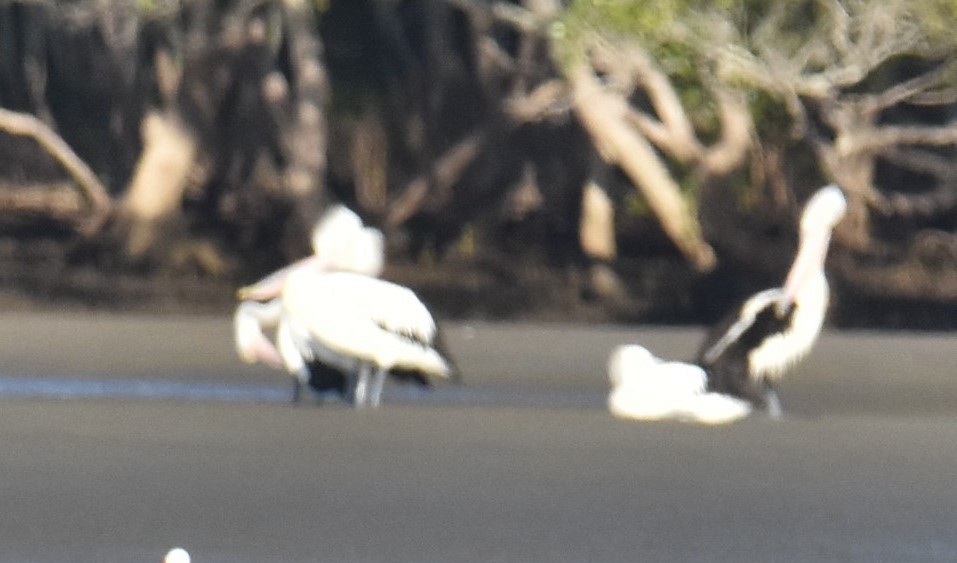 pelikán australský - ML616714869