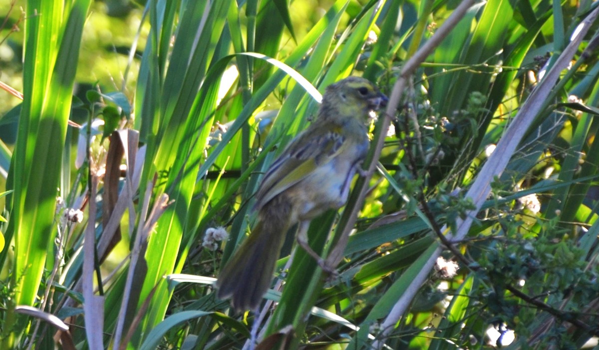Grassland Sparrow - ML616714886
