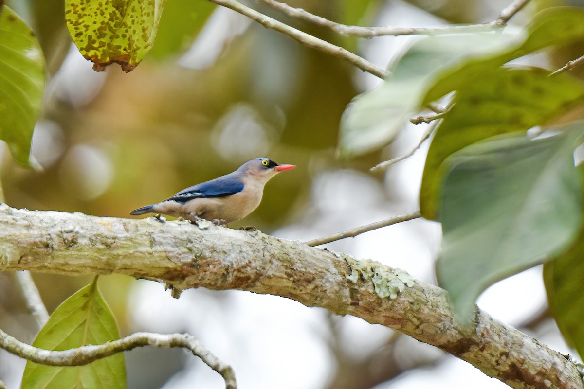 Velvet-fronted Nuthatch - ML616714940