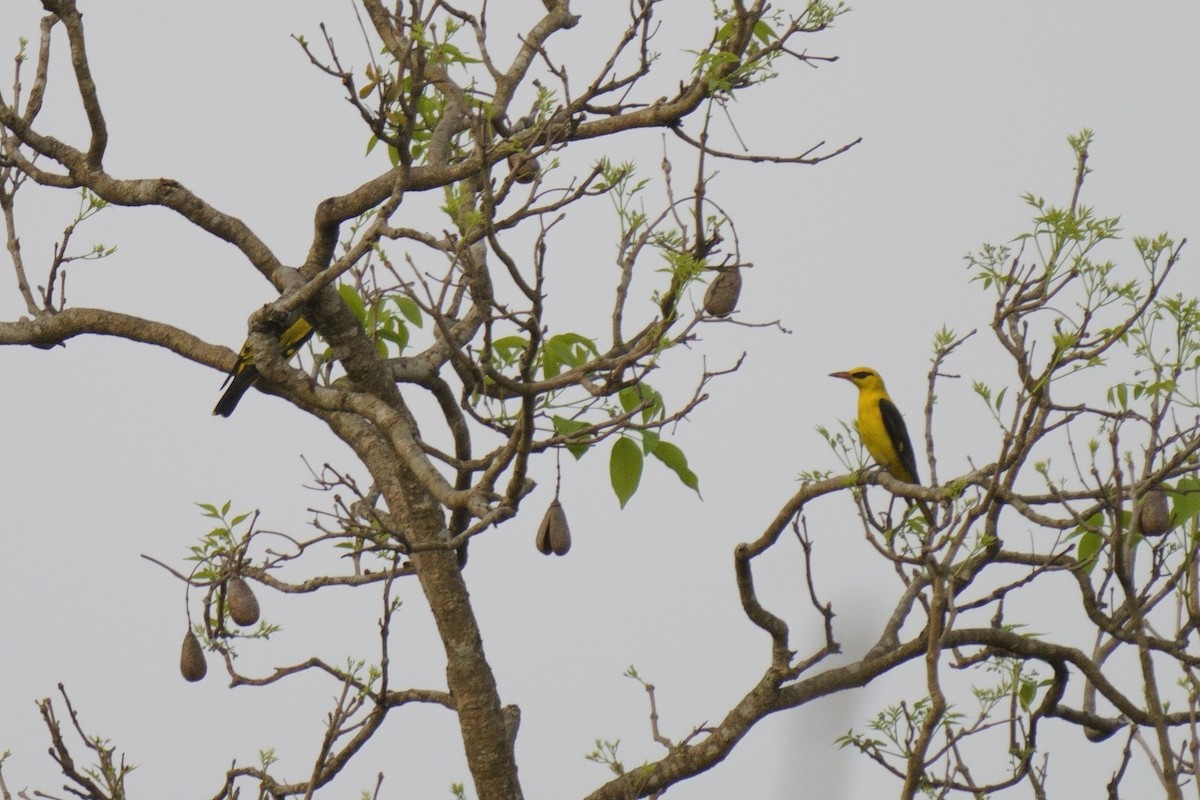 Indian Golden Oriole - ML616714979