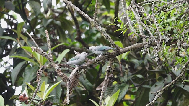 Blue-gray Tanager - ML616715091