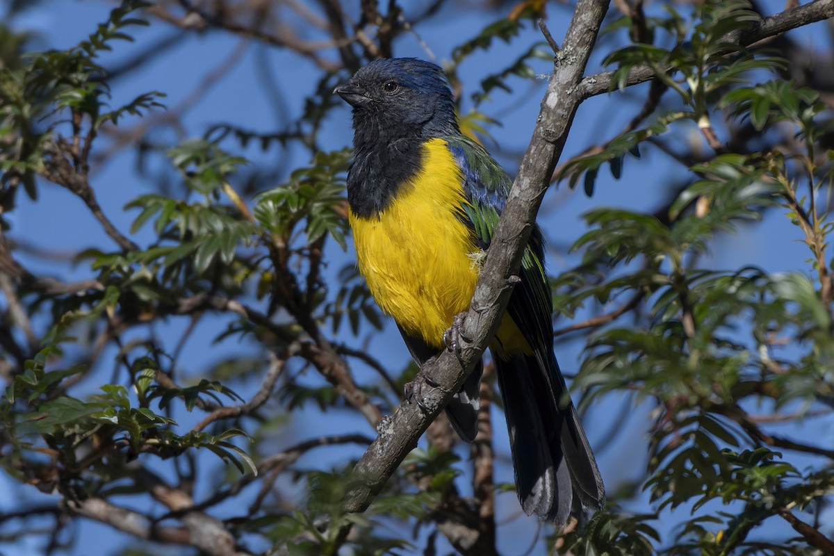 Black-chested Mountain Tanager - ML616715143