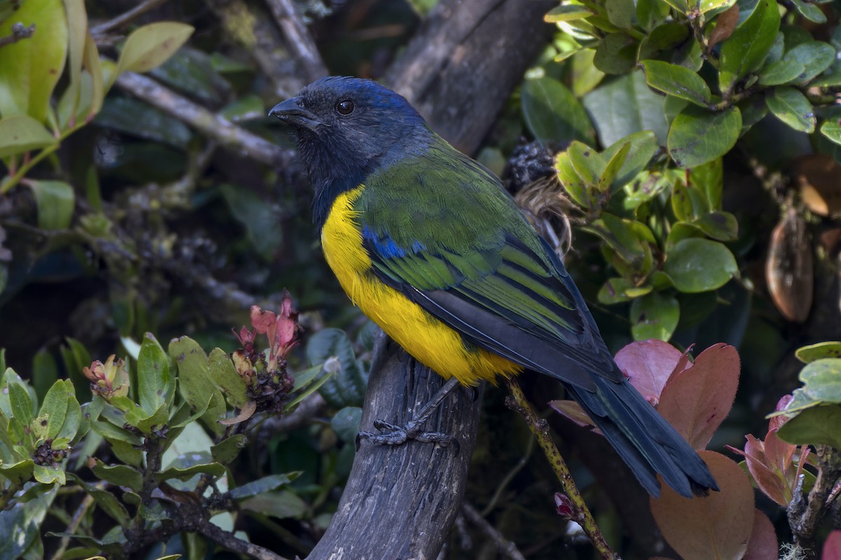 Black-chested Mountain Tanager - ML616715144