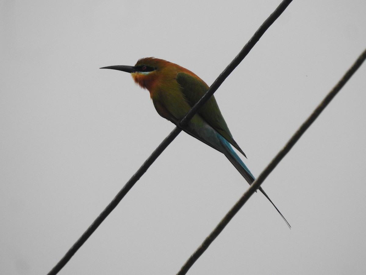 Blue-tailed Bee-eater - ML616715282