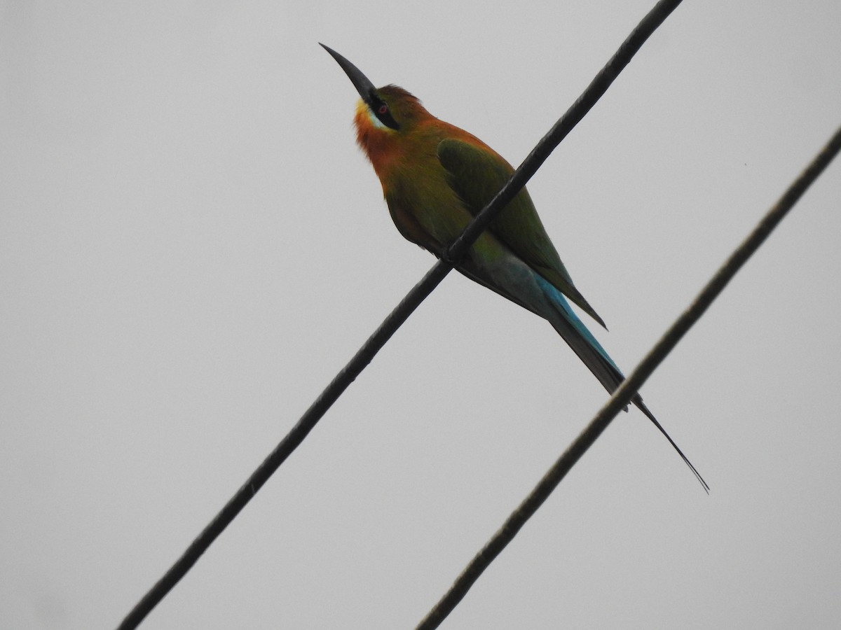 Blue-tailed Bee-eater - ML616715283