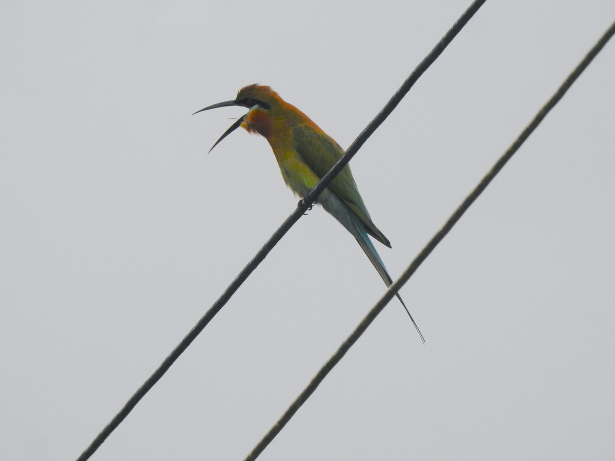 Blue-tailed Bee-eater - ML616715284