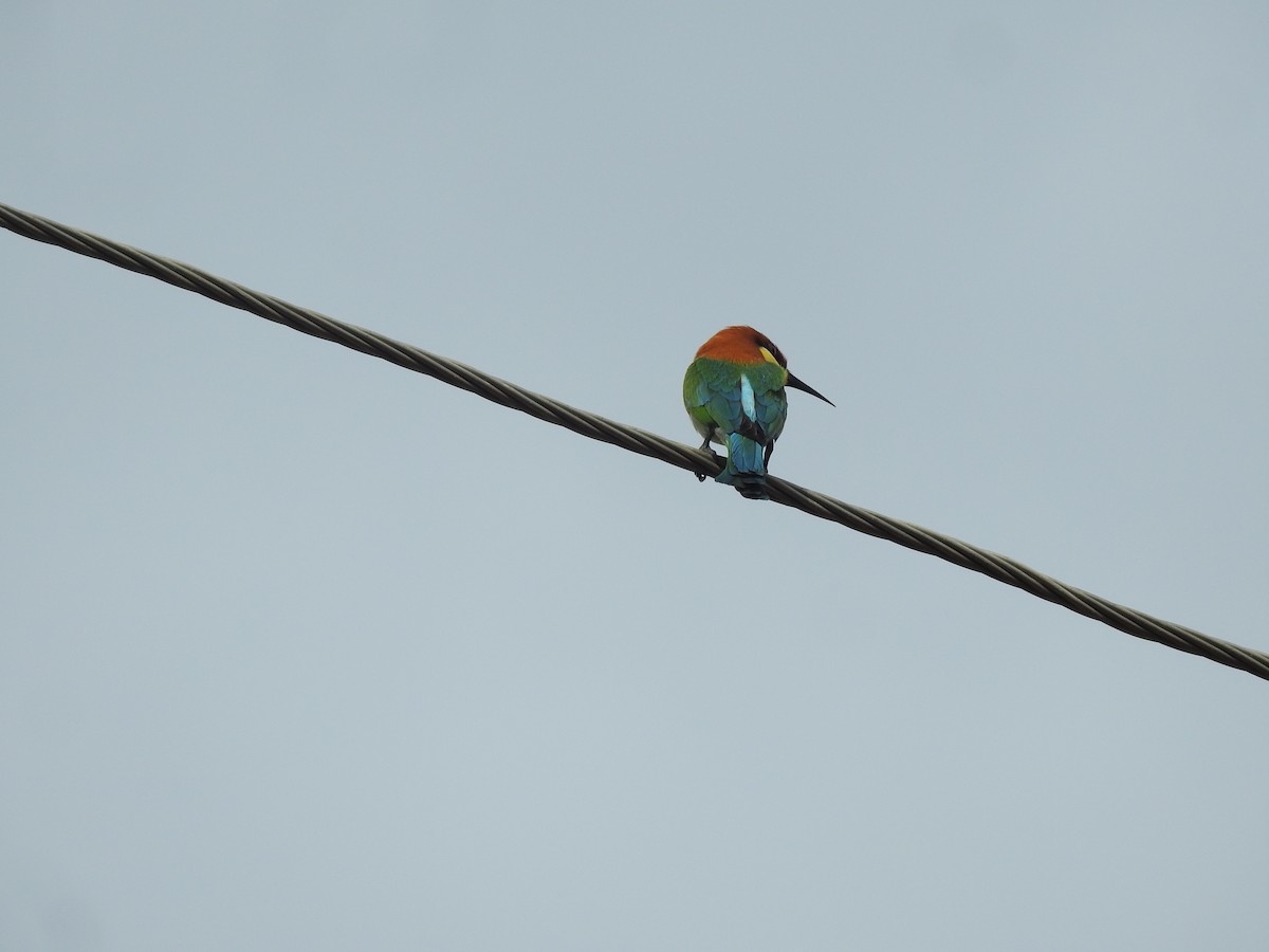 Blue-tailed Bee-eater - ML616715303