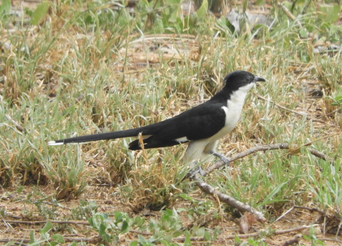 Long-tailed Fiscal - ML616715351