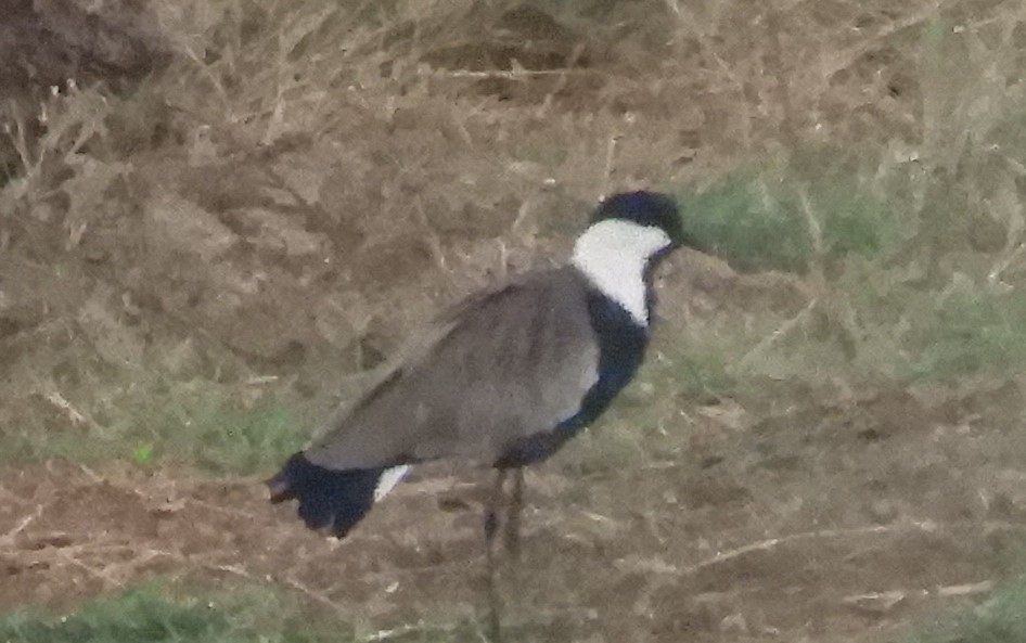 Spur-winged Lapwing - ML616715388
