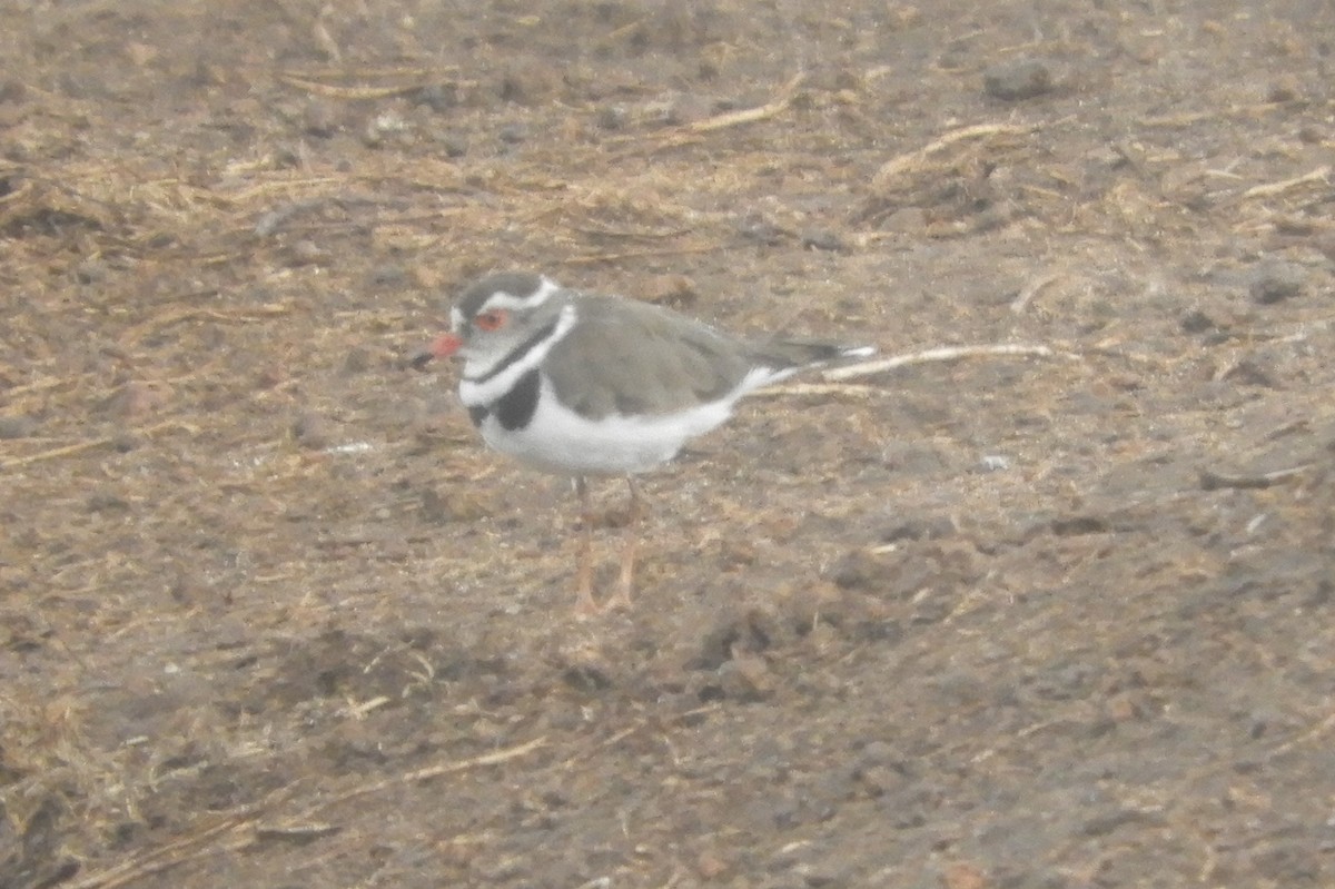 Three-banded Plover - ML616715401