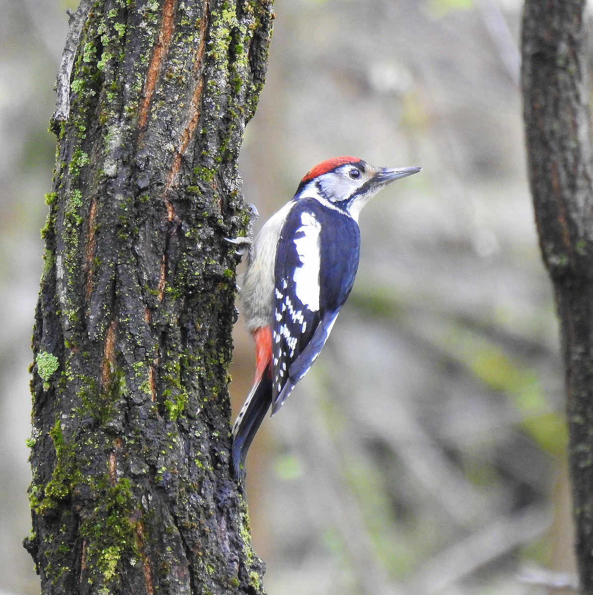 Himalayan Woodpecker - ML616715507