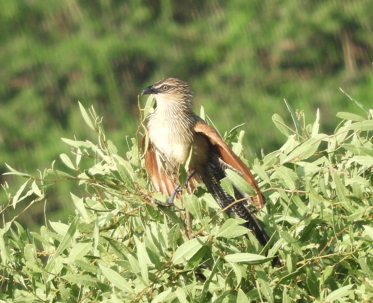 White-browed Coucal - ML616715622