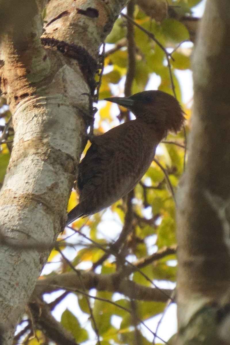 Rufous Woodpecker - ML616715662
