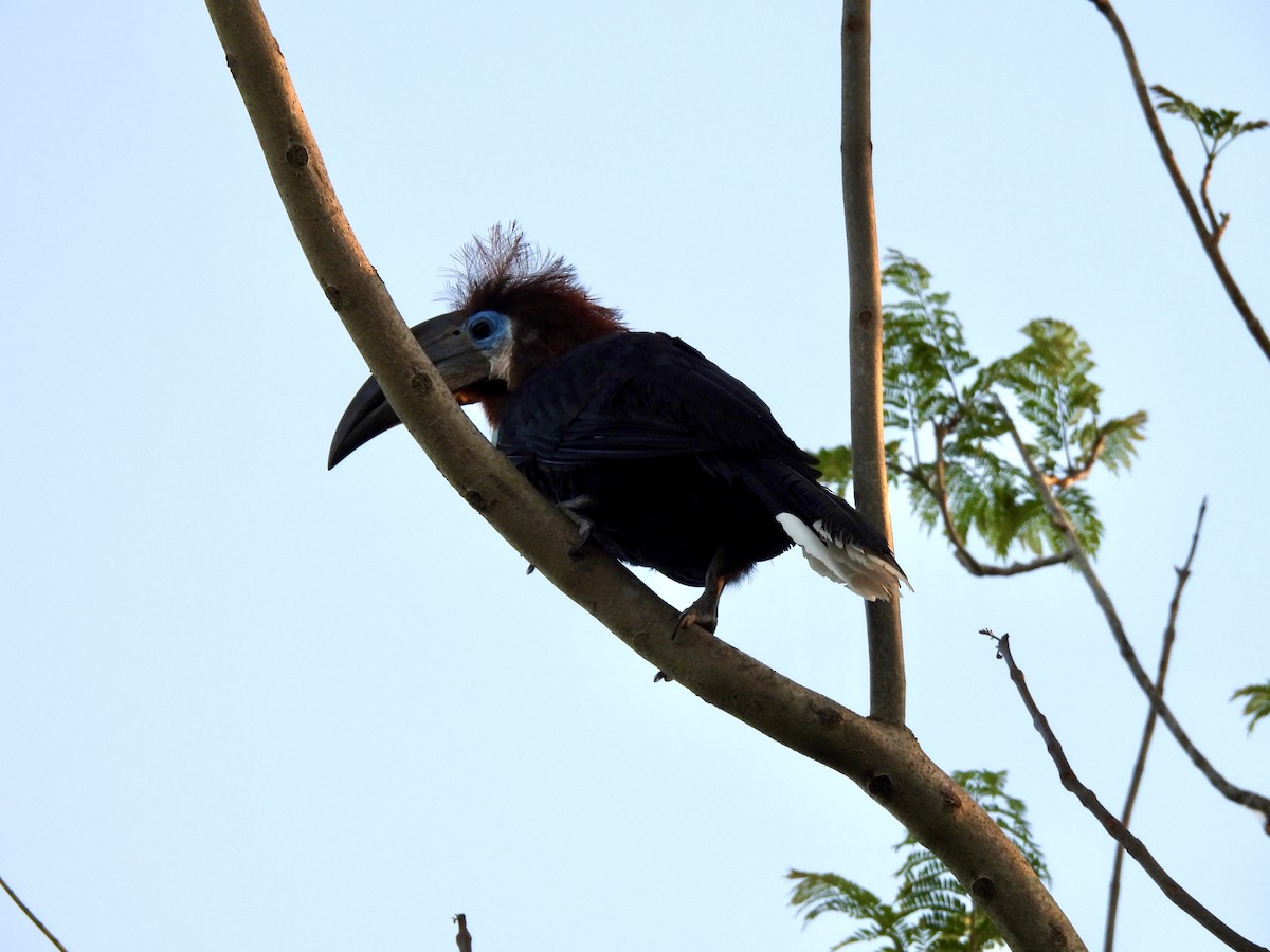 Black-casqued Hornbill - nikki bryer-kraft