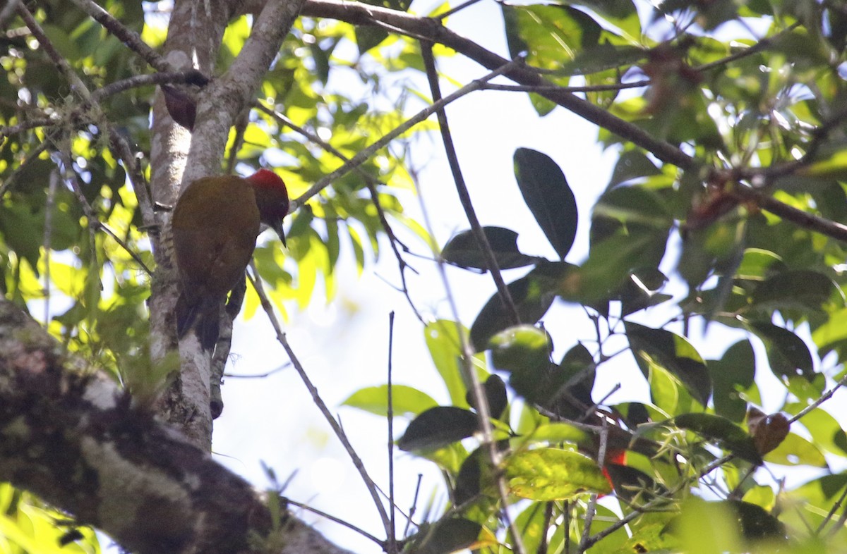 Rufous-winged Woodpecker - Geert Bouke Kortleve